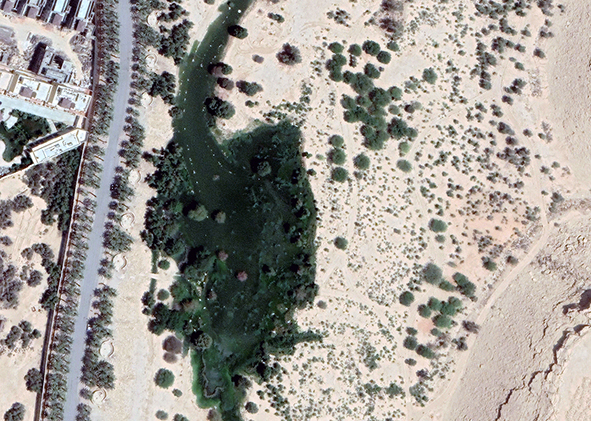 Green patterns: Wadi Hanifa River (source: Google Earth, 2023). AGATHÓN 13 | 2023