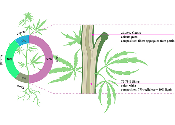 Composition of the ‘Cannabis sativa’ plant and structure of the stem, (source: Azienda Agricola Passerini, 2025; adapt¬ed by the Author).AGATHÓN 18 | 2025